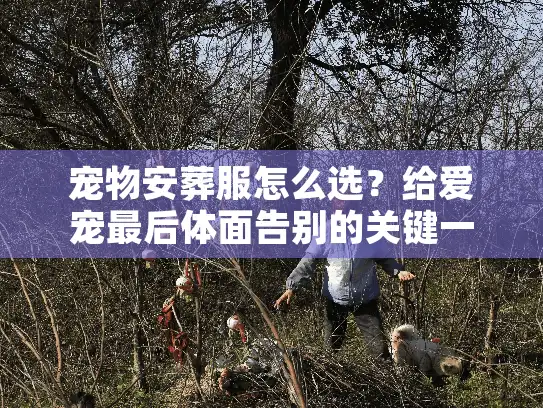 宠物安葬服怎么选？给爱宠最后体面告别的关键一步