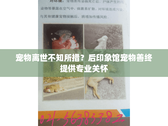 宠物离世不知所措？后印象馆宠物善终提供专业关怀