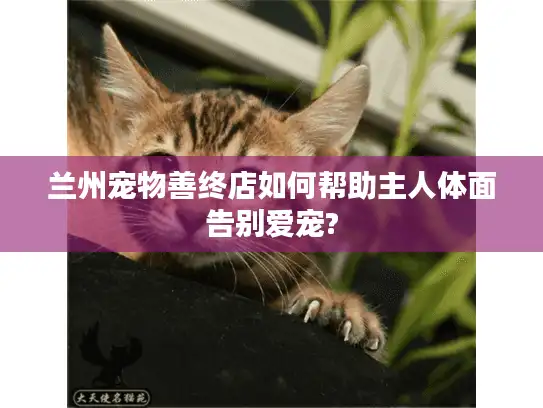 兰州宠物善终店如何帮助主人体面告别爱宠?