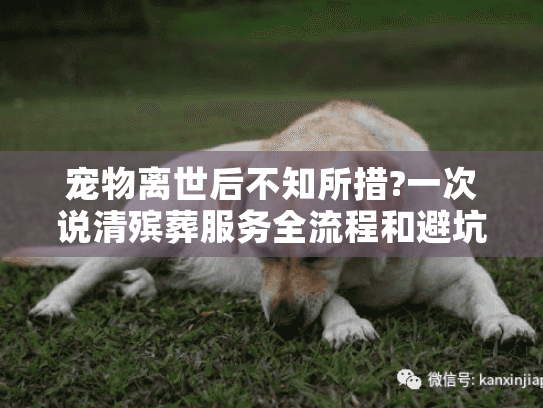 宠物离世后不知所措?一次说清殡葬服务全流程和避坑指南