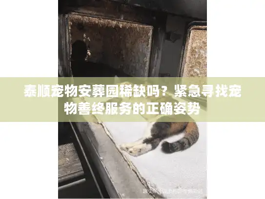 泰顺宠物安葬园稀缺吗？紧急寻找宠物善终服务的正确姿势