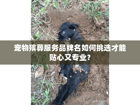 宠物殡葬服务品牌名如何挑选才能贴心又专业？
