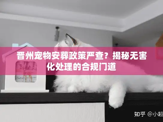晋州宠物安葬政策严查?揭秘无害化处理的合规门道 晋州宠物安葬政策严查?揭秘无害化处理的合规门道