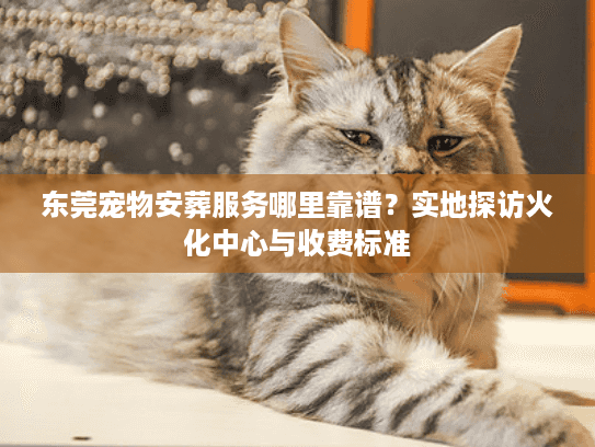 东莞宠物安葬服务哪里靠谱？实地探访火化中心与收费标准