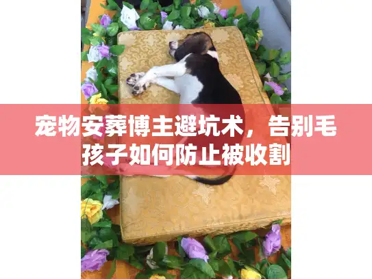 宠物安葬博主避坑术,告别毛孩子如何防止被收割 宠物安葬博主避坑术,告别毛孩子如何防止被收割