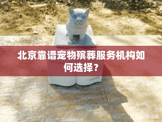 北京靠谱宠物殡葬服务机构如何选择？