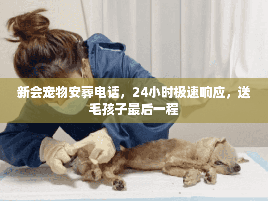 新会宠物安葬电话，24小时极速响应，送毛孩子最后一程