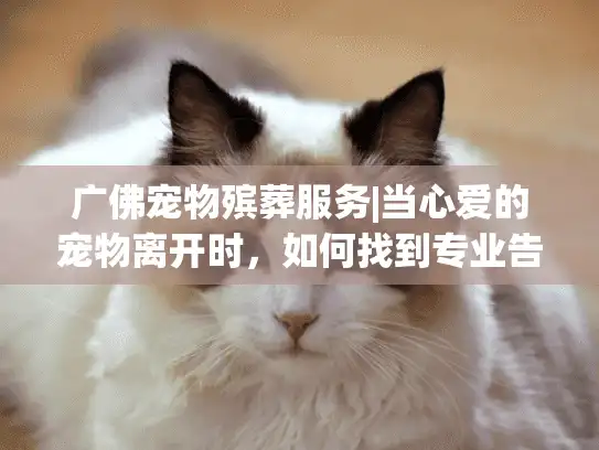 广佛宠物殡葬服务|当心爱的宠物离开时，如何找到专业告别服务？