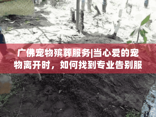 广佛宠物殡葬服务|当心爱的宠物离开时，如何找到专业告别服务？