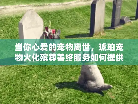 当你心爱的宠物离世，琥珀宠物火化殡葬善终服务如何提供安慰
