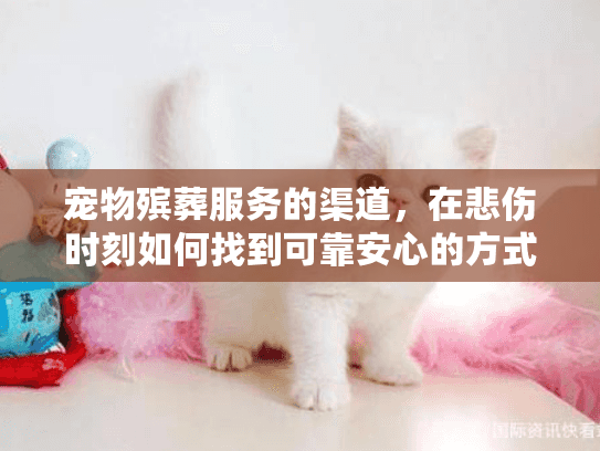 宠物殡葬服务的渠道，在悲伤时刻如何找到可靠安心的方式？