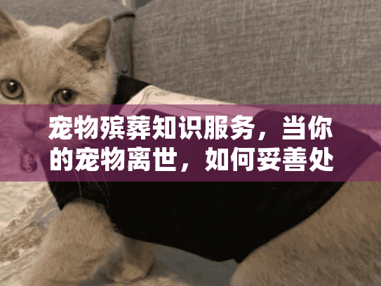 宠物殡葬知识服务,当你的宠物离世,如何妥善处理? 宠物殡葬知识服务,当你的宠物离世,如何妥善处理?