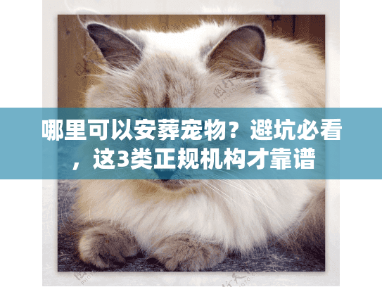 哪里可以安葬宠物？避坑必看，这3类正规机构才靠谱