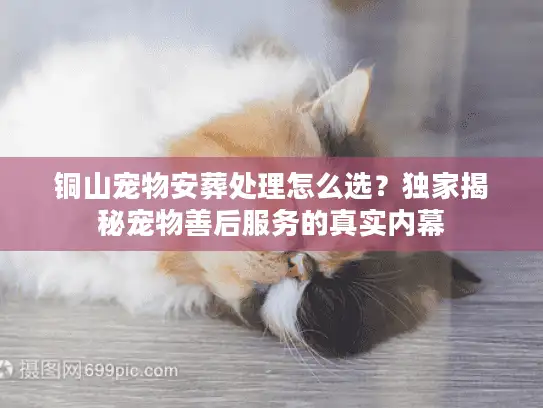 铜山宠物安葬处理怎么选?独家揭秘宠物善后服务的真实内幕 铜山宠物安葬处理怎么选?独家揭秘宠物善后服务的真实内幕