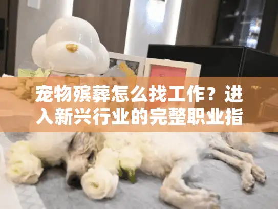 宠物殡葬怎么找工作？进入新兴行业的完整职业指导