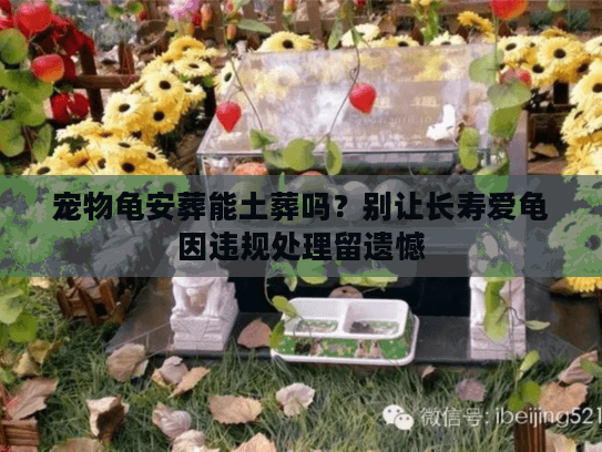 宠物龟安葬能土葬吗？别让长寿爱龟因违规处理留遗憾