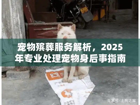 宠物殡葬服务解析,2025年专业处理宠物身后事指南 宠物殡葬服务解析,2025年专业处理宠物身后事指南