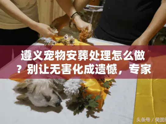遵义宠物安葬处理怎么做？别让无害化成遗憾，专家支招