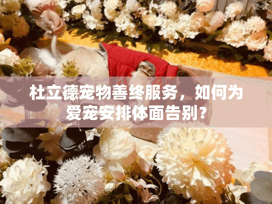 杜立德宠物善终服务，如何为爱宠安排体面告别？