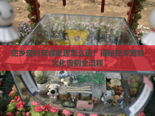 肥乡宠物安葬处理怎么选？揭秘肥乡宠物火化告别全流程