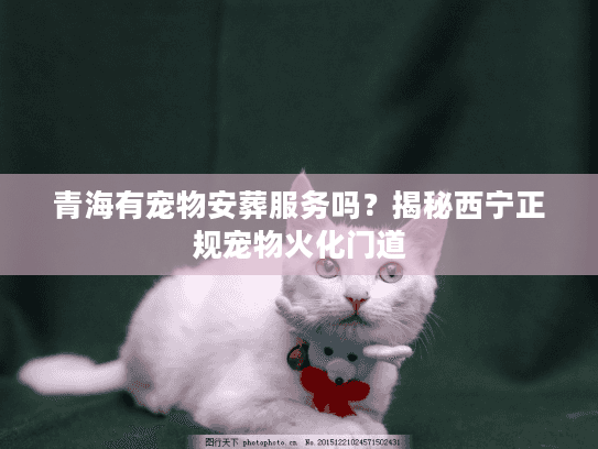 青海有宠物安葬服务吗？揭秘西宁正规宠物火化门道
