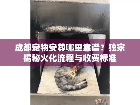 成都宠物安葬哪里靠谱？独家揭秘火化流程与收费标准