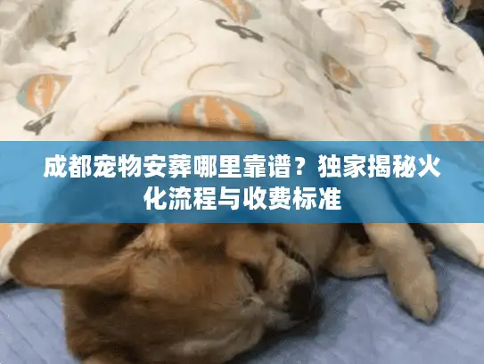 成都宠物安葬哪里靠谱？独家揭秘火化流程与收费标准