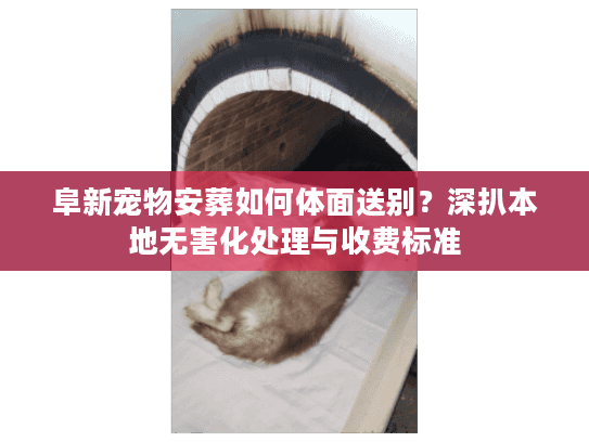 阜新宠物安葬如何体面送别？深扒本地无害化处理与收费标准