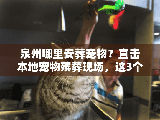 泉州哪里安葬宠物?直击本地宠物殡葬现场,这3个地方值得托付 泉州哪里安葬宠物?直击本地宠物殡葬现场,这3个地方值得托付