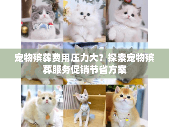宠物殡葬费用压力大？探索宠物殡葬服务促销节省方案