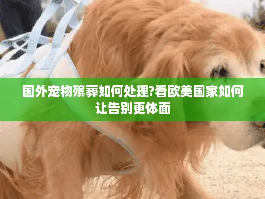 国外宠物殡葬如何处理?看欧美国家如何让告别更体面