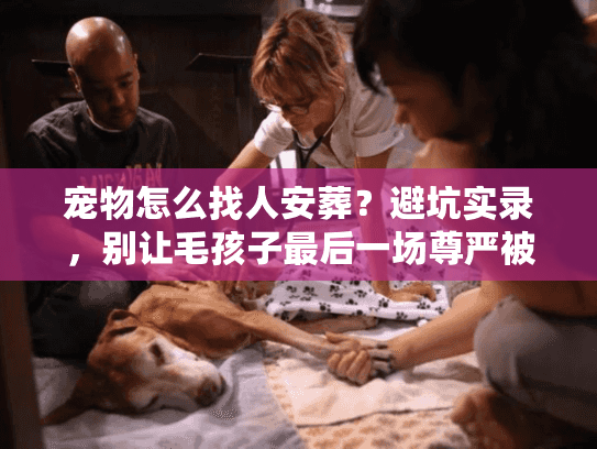 宠物怎么找人安葬？避坑实录，别让毛孩子最后一场尊严被收割