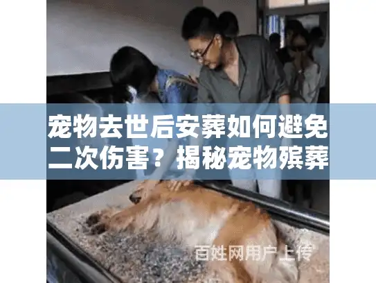 宠物去世后安葬如何避免二次伤害？揭秘宠物殡葬服务的3大隐形雷区
