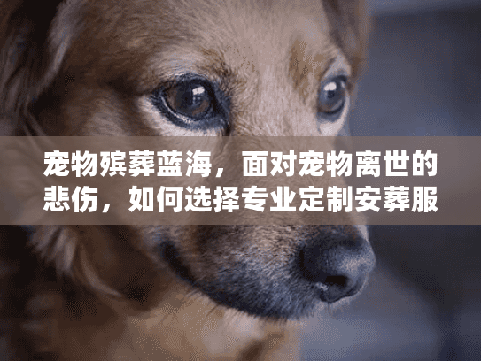 宠物殡葬蓝海,面对宠物离世的悲伤,如何选择专业定制安葬服务? 宠物殡葬蓝海,面对宠物离世的悲伤,如何选择专业定制安葬服务?