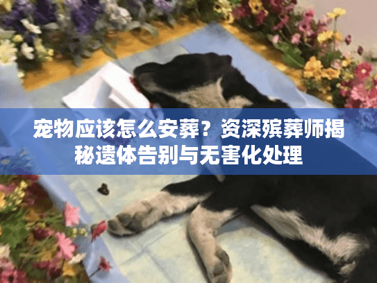 宠物应该怎么安葬？资深殡葬师揭秘遗体告别与无害化处理