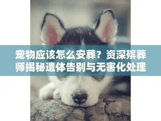宠物应该怎么安葬？资深殡葬师揭秘遗体告别与无害化处理