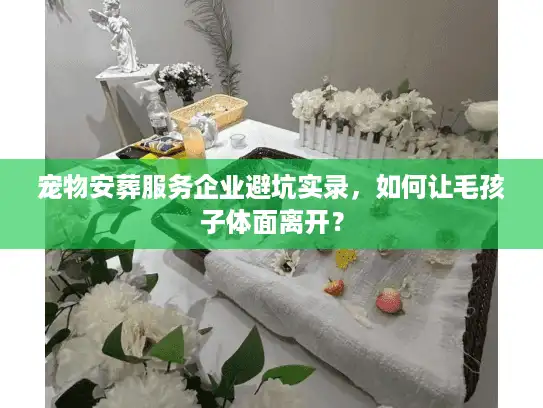 宠物安葬服务企业避坑实录，如何让毛孩子体面离开？