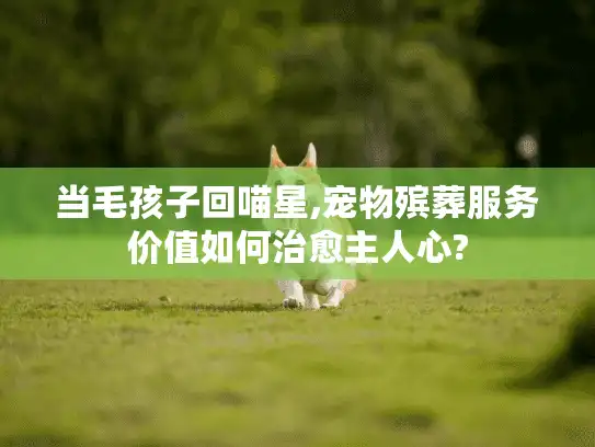 当毛孩子回喵星,宠物殡葬服务价值如何治愈主人心? 当毛孩子回喵星,宠物殡葬服务价值如何治愈主人心?