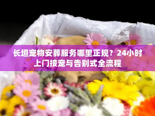长垣宠物安葬服务哪里正规?24小时上门接宠与告别式全流程 长垣宠物安葬服务哪里正规?24小时上门接宠与告别式全流程
