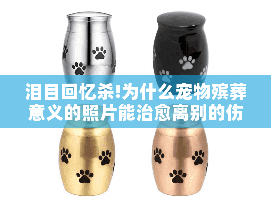 泪目回忆杀!为什么宠物殡葬意义的照片能治愈离别的伤痛?