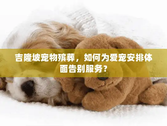 吉隆坡宠物殡葬，如何为爱宠安排体面告别服务？