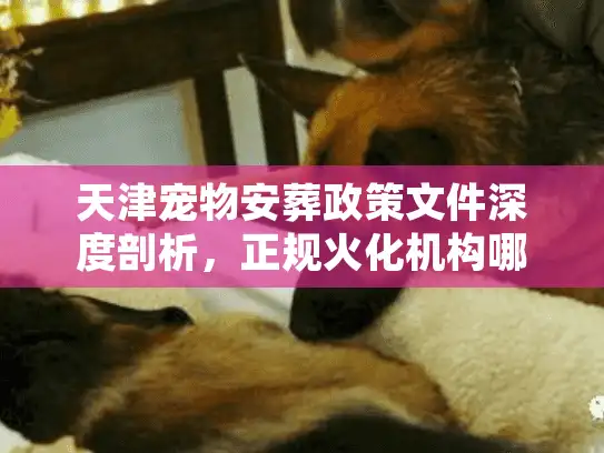 天津宠物安葬政策文件深度剖析，正规火化机构哪里找