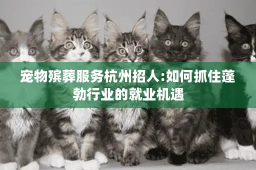 宠物殡葬服务杭州招人:如何抓住蓬勃行业的就业机遇