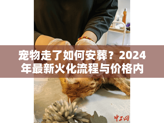 宠物走了如何安葬？2024年最新火化流程与价格内幕