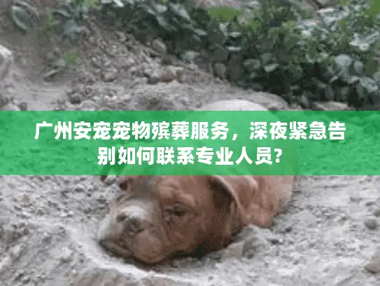 广州安宠宠物殡葬服务,深夜紧急告别如何联系专业人员? 广州安宠宠物殡葬服务,深夜紧急告别如何联系专业人员?