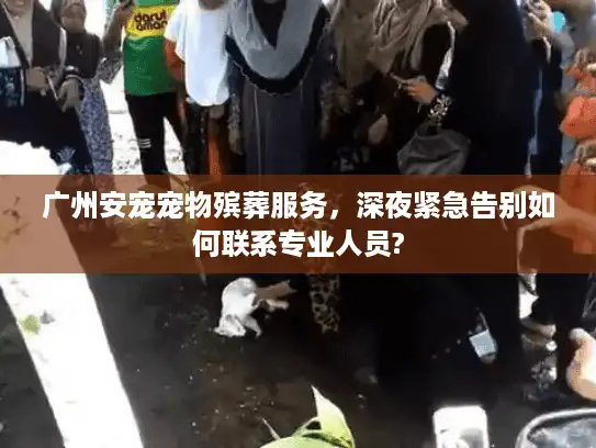 广州安宠宠物殡葬服务,深夜紧急告别如何联系专业人员? 广州安宠宠物殡葬服务,深夜紧急告别如何联系专业人员?