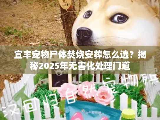 宜丰宠物尸体焚烧安葬怎么选？揭秘2025年无害化处理门道
