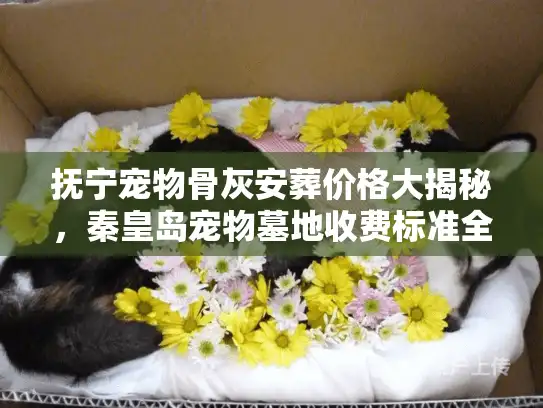 抚宁宠物骨灰安葬价格大揭秘，秦皇岛宠物墓地收费标准全解析