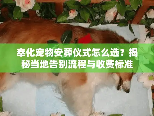 奉化宠物安葬仪式怎么选？揭秘当地告别流程与收费标准
