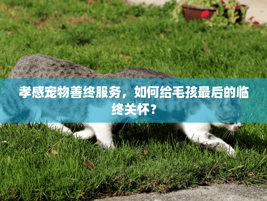 孝感宠物善终服务,如何给毛孩最后的临终关怀? 孝感宠物善终服务,如何给毛孩最后的临终关怀?